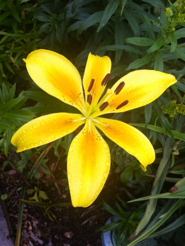 Blue Mountains Botanic Gardens - Ask Roz