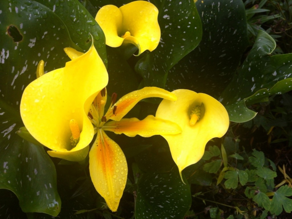 Blue Mountains Botanic Gardens - Ask Roz