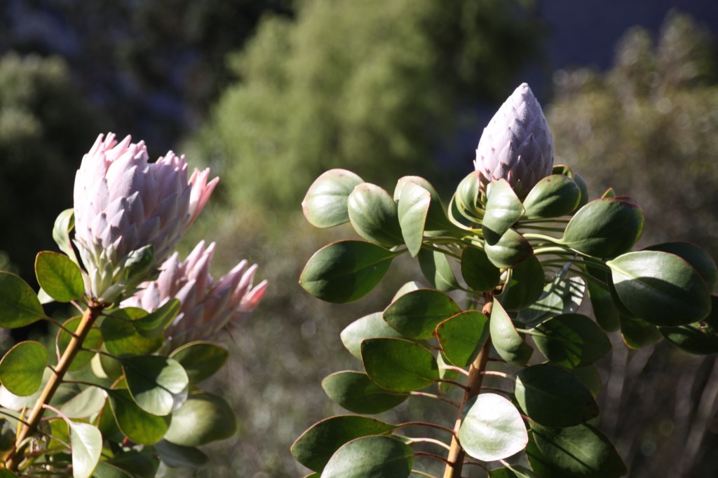 Blue Mountains Botanic Gardens - Ask Roz