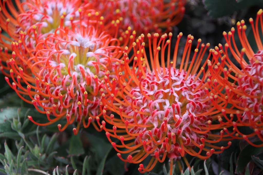 Blue Mountains Botanic Gardens - Ask Roz