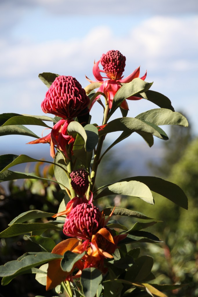 Blue Mountains Botanic Gardens - Ask Roz