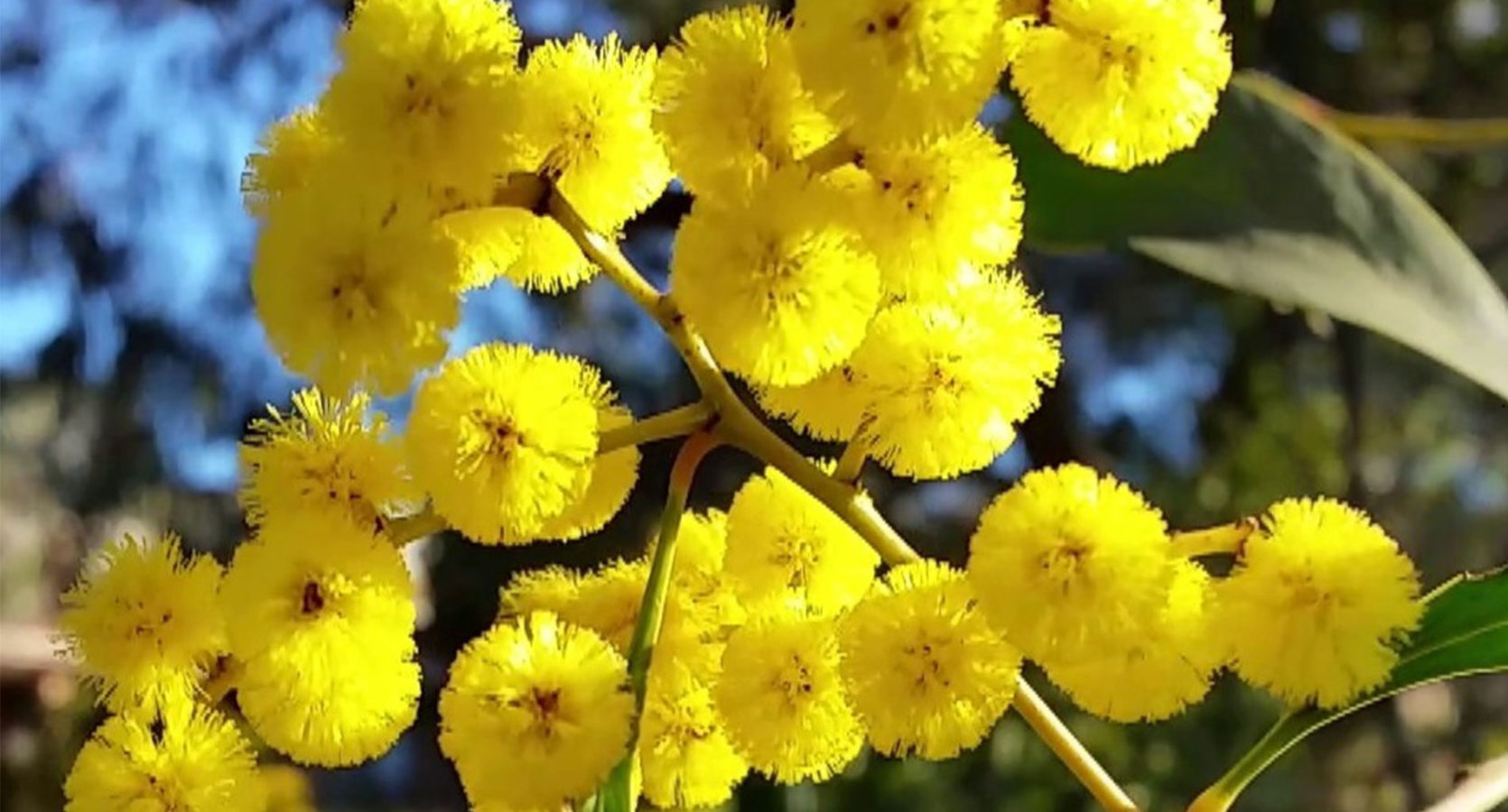Wattle Day