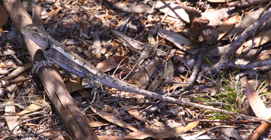 Kanangra Boyd National Park