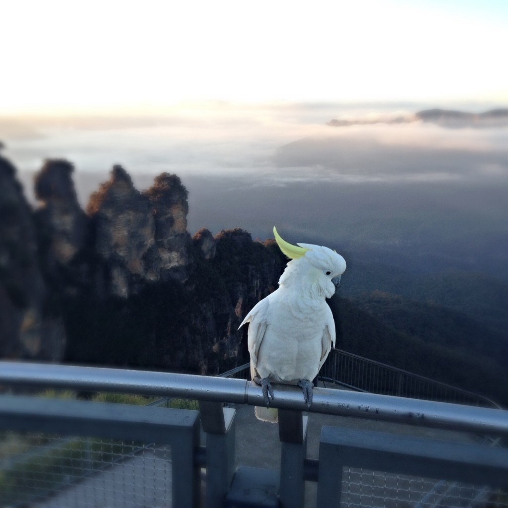 Ask Roz Blue Mountains