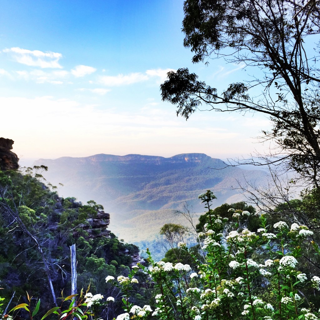 Ask Roz Blue Mountains