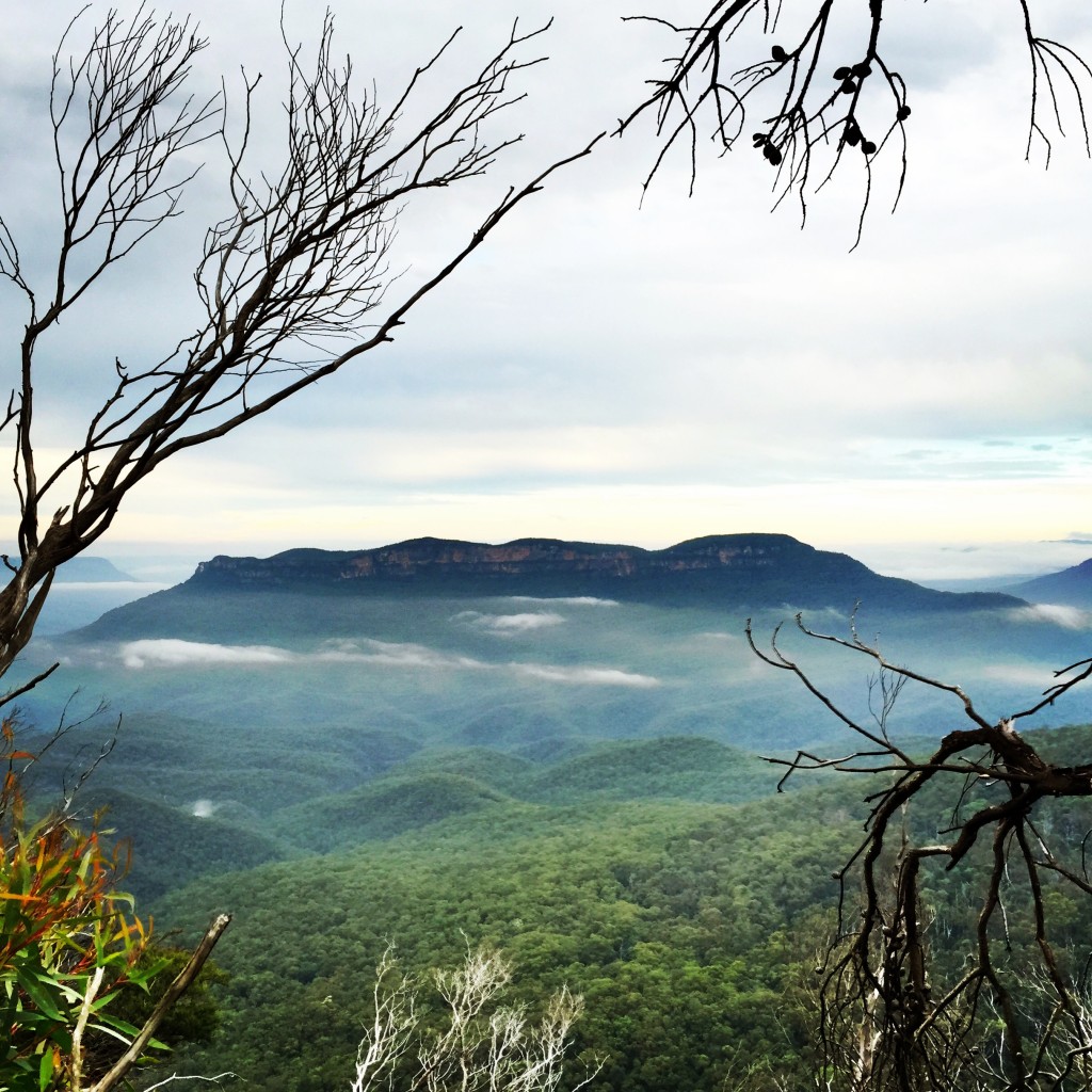 Ask Roz Blue Mountains