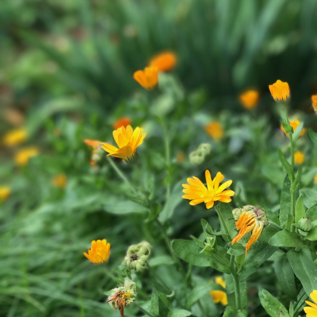 Ask Roz Blue Mountains Carrington Hotel