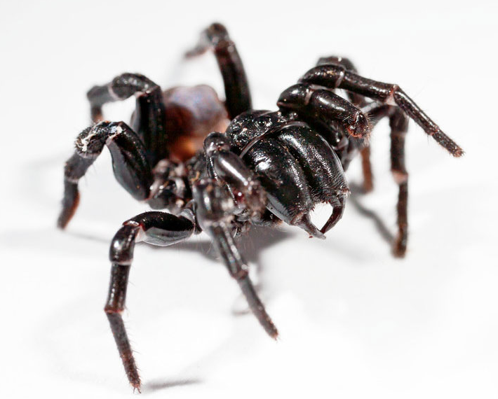 Funnel-web Spiders - The Australian Museum