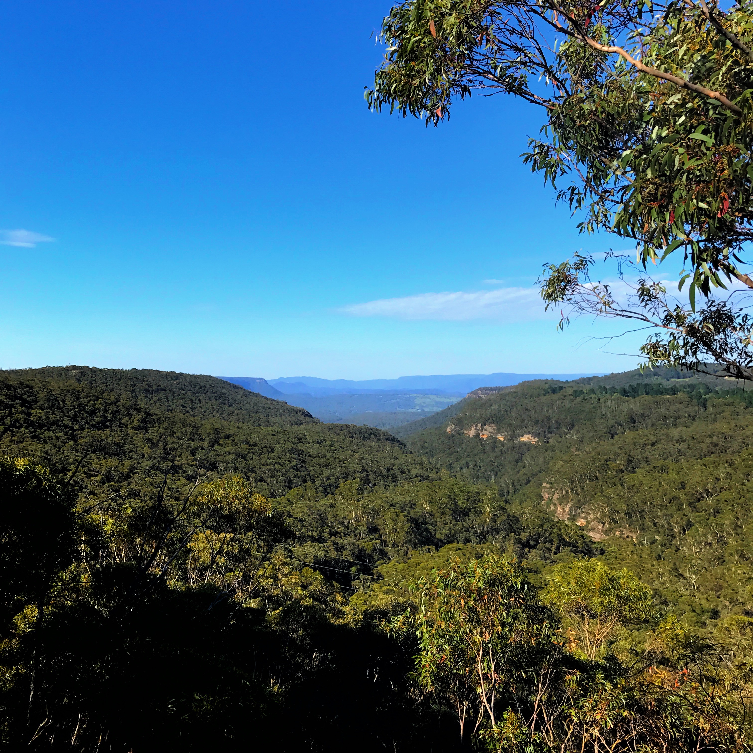 Ask Roz, Paul Harris Lookout
