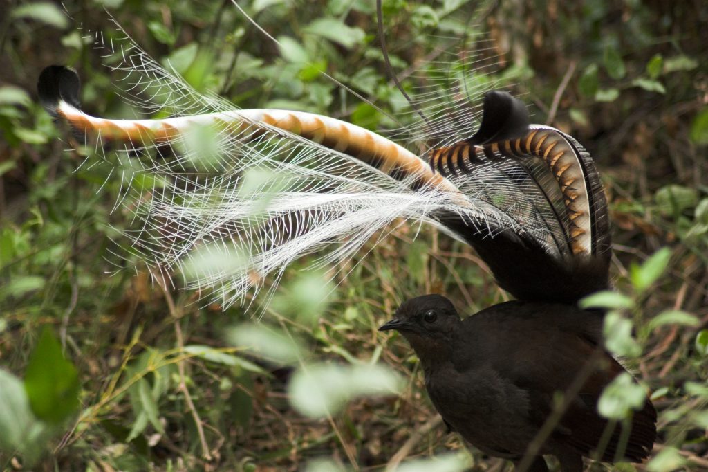 Superb Lyrebird Ask Roz