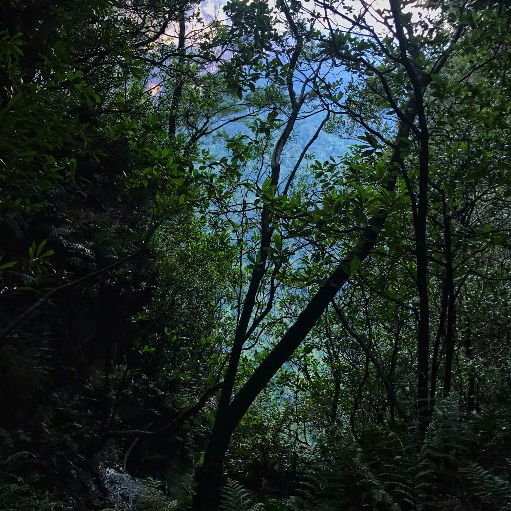 Undercliff-Overcliff walk Wentworth Falls