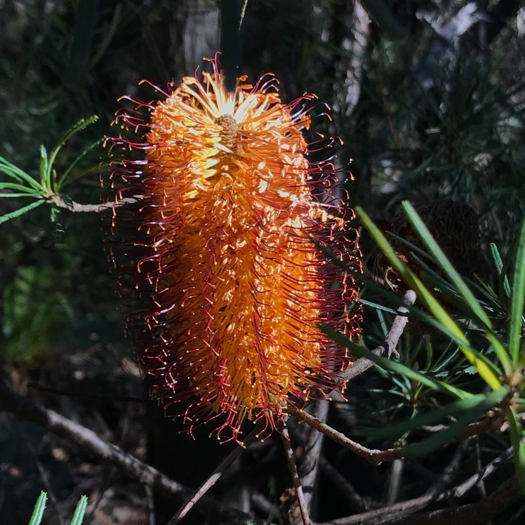 Therabulat Lookout and Norths Lookout