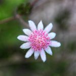 Pink Flannel Flowers