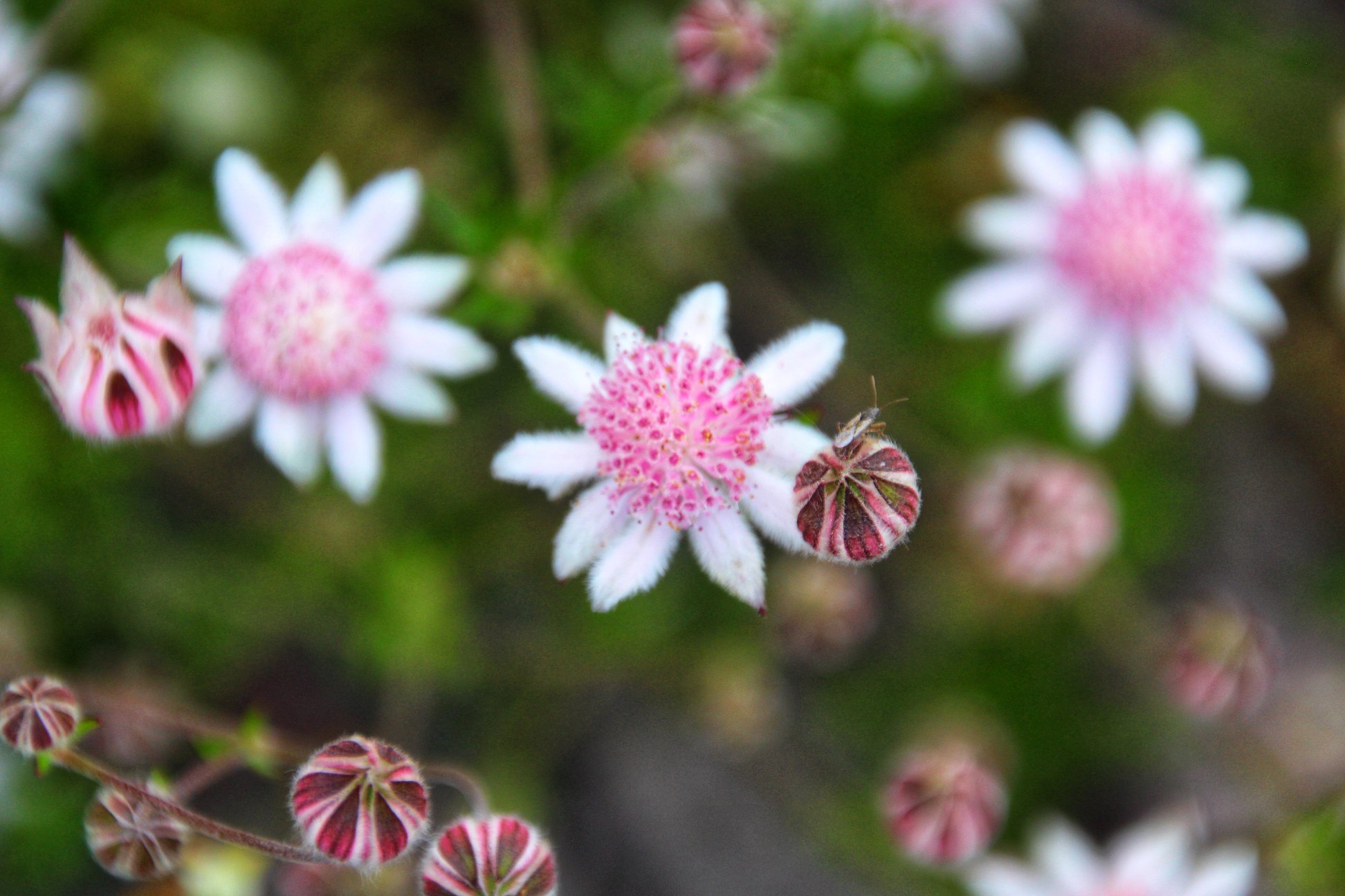 Pink Flannel Flowers