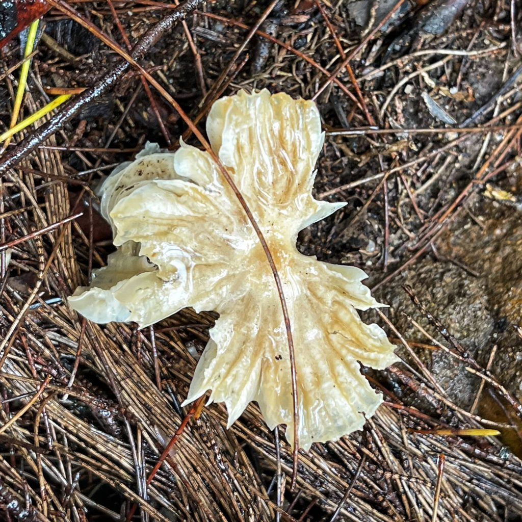 Silver Mist Reserve