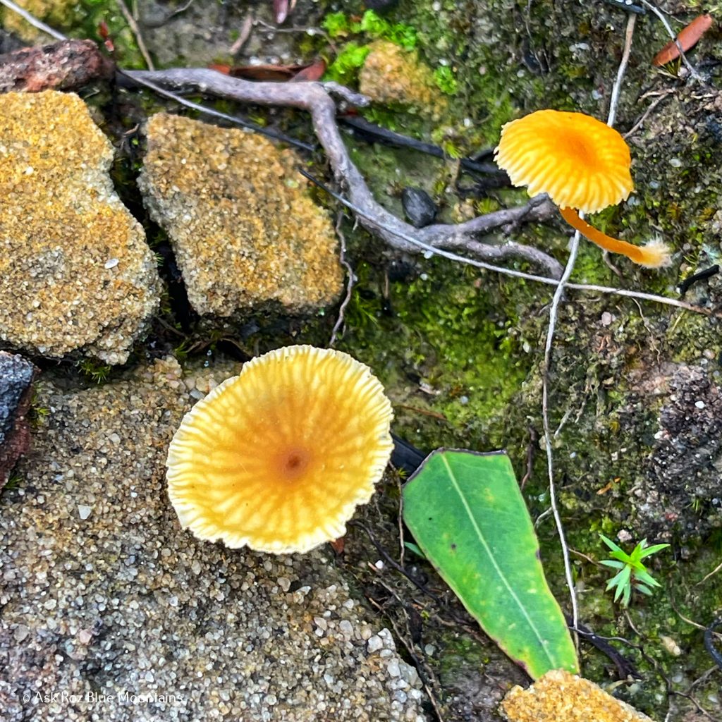 McMahons Point, Wentworth Falls