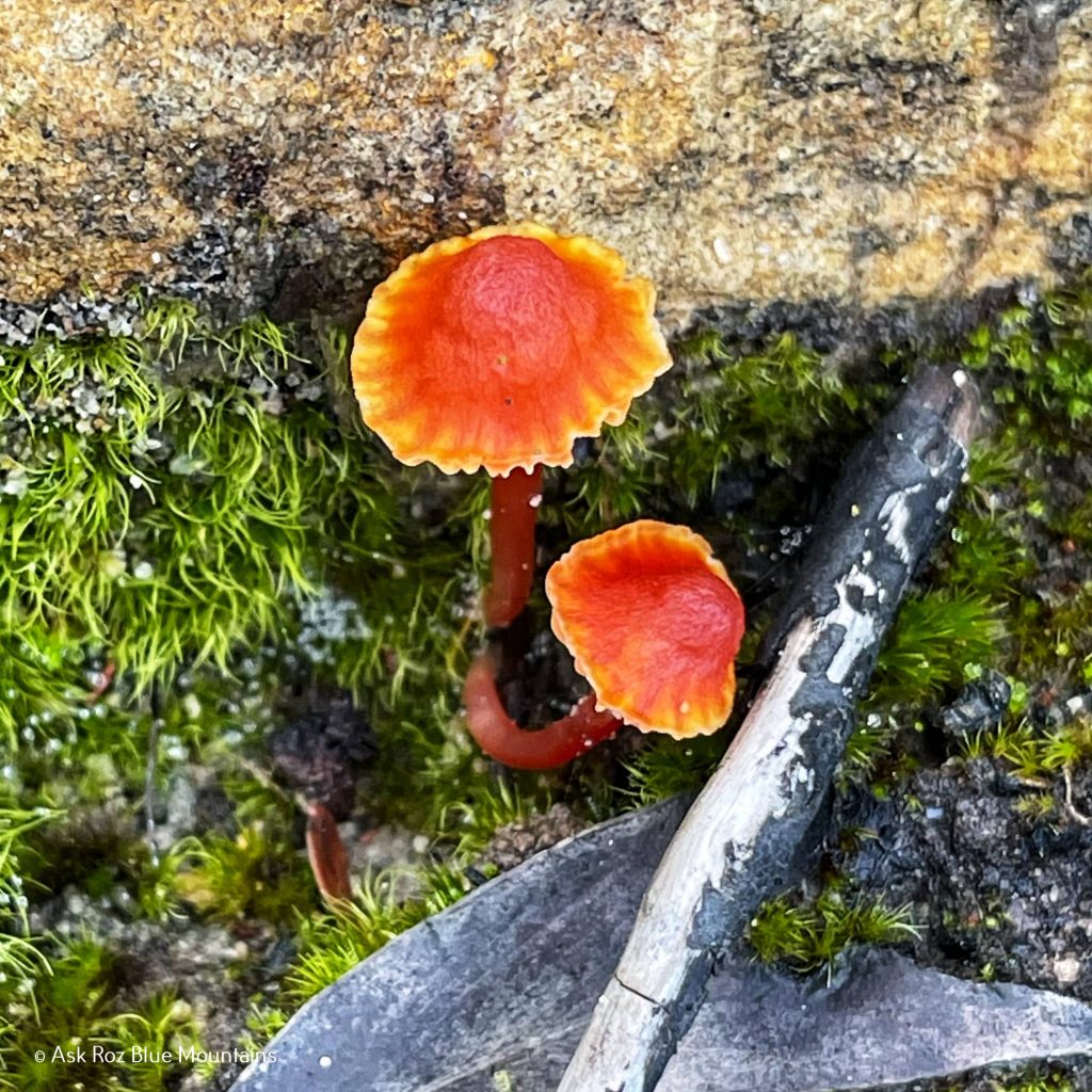 McMahons Point, Wentworth Falls