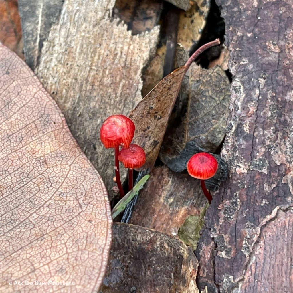 McMahons Point, Wentworth Falls