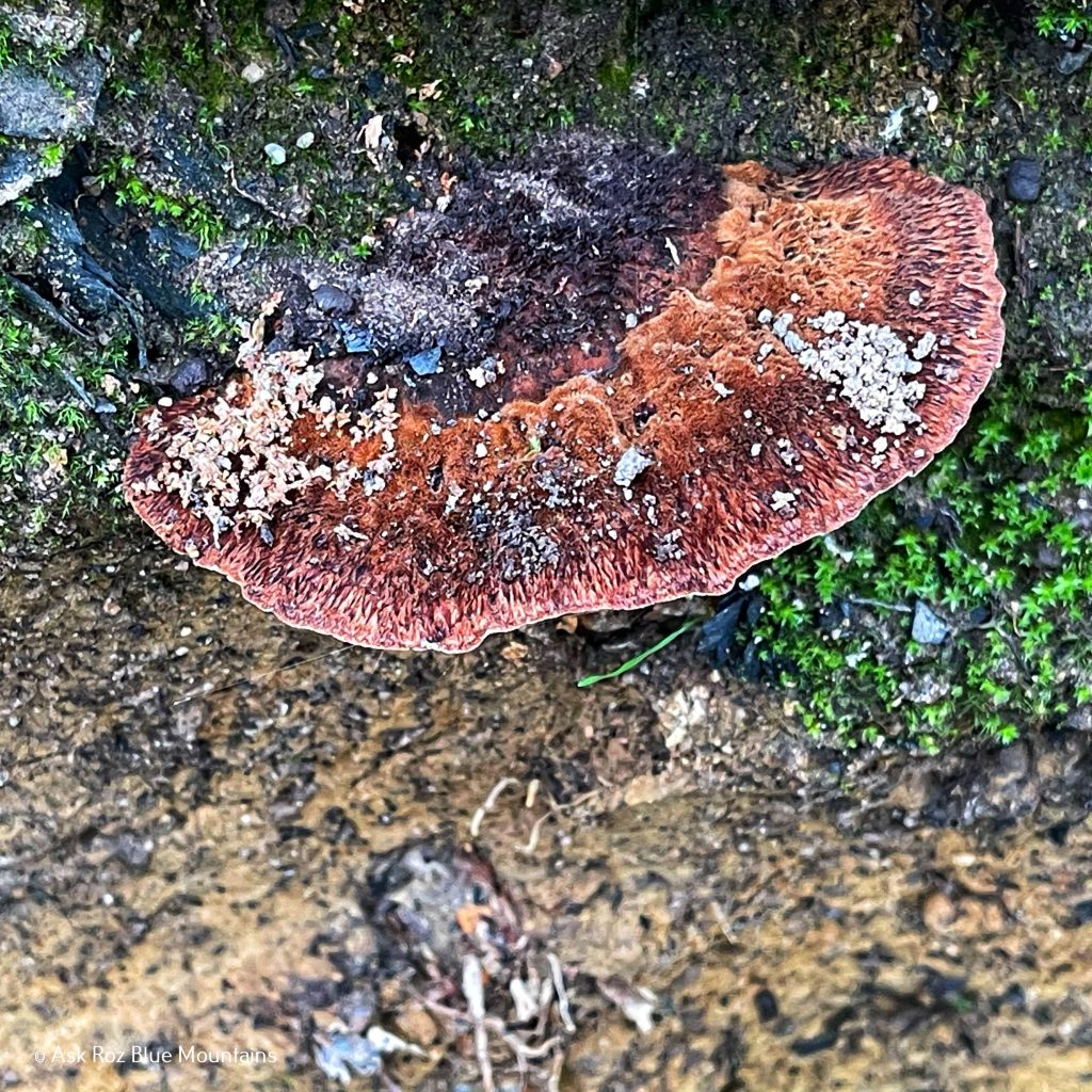 McMahons Point, Wentworth Falls