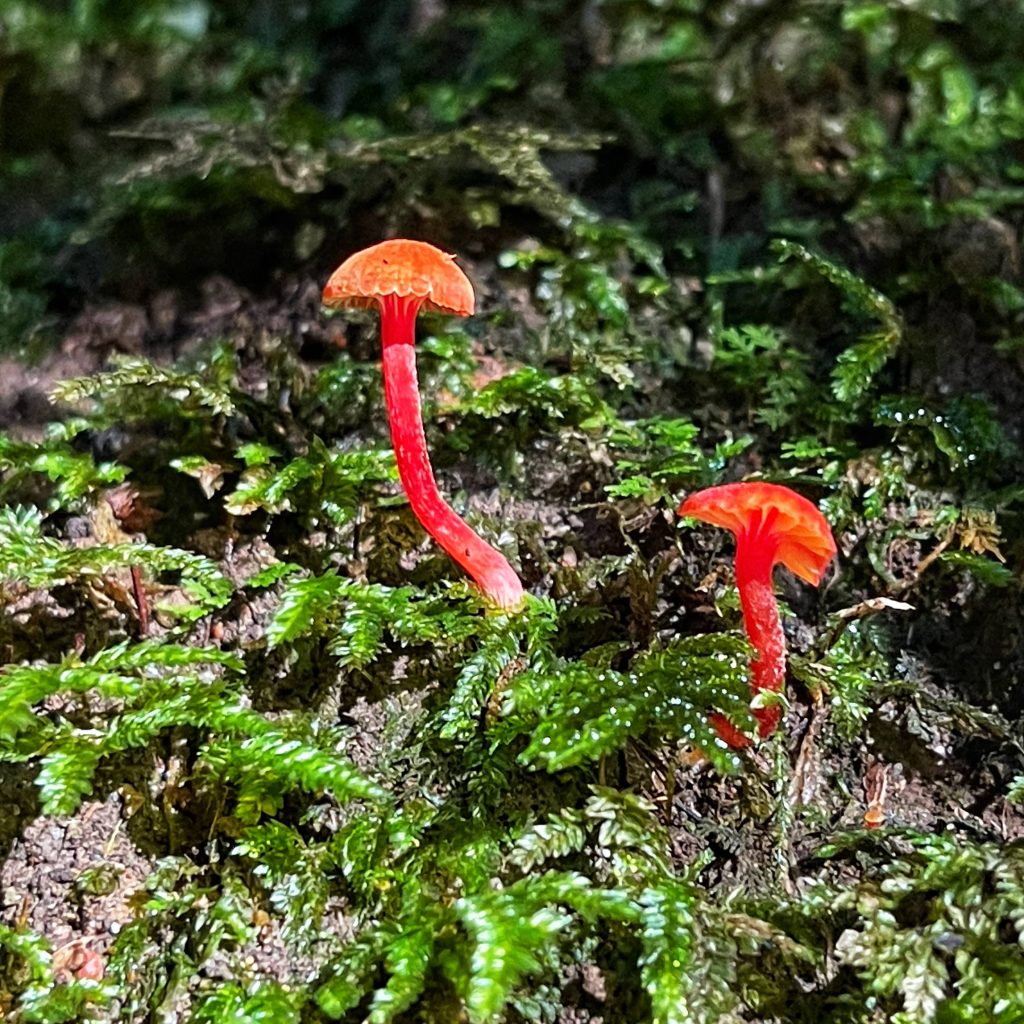 Coachwood Glen, Megalong Valley