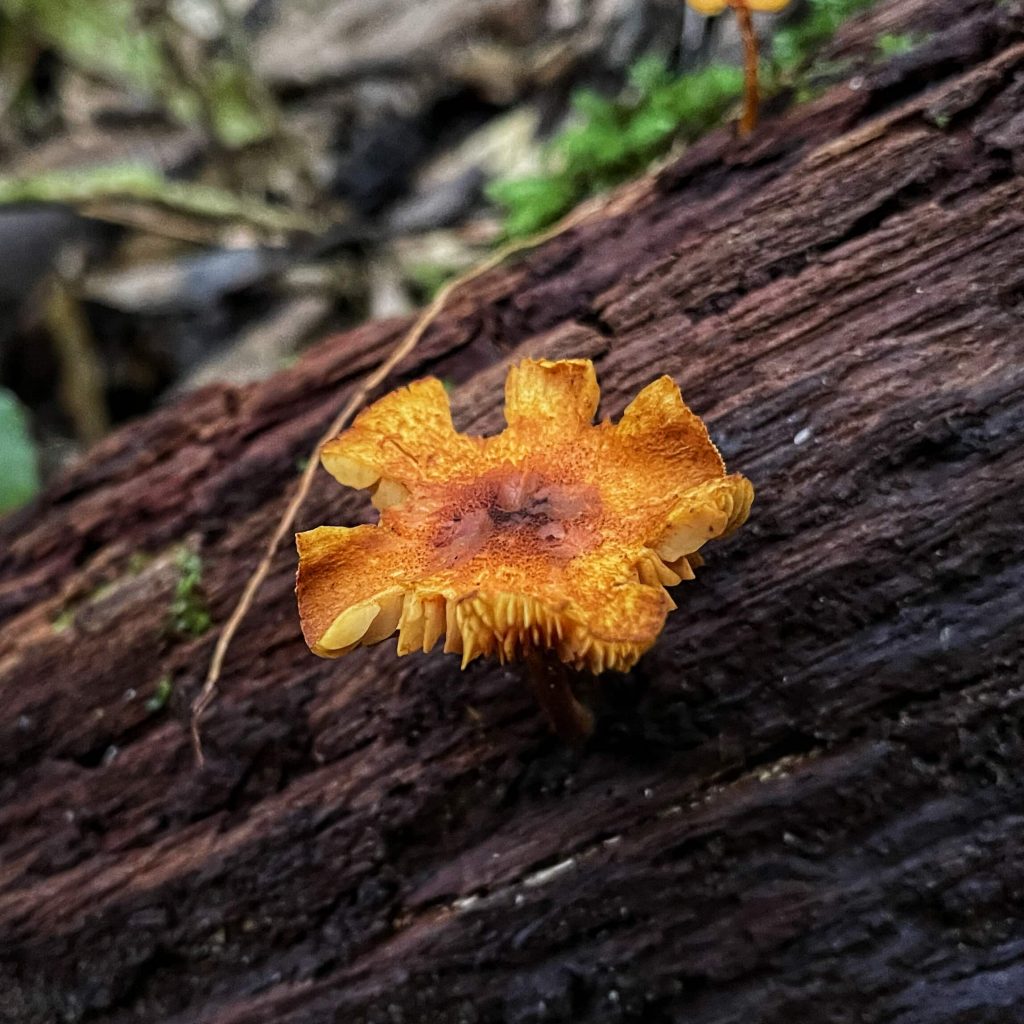 Coachwood Glen, Megalong Valley