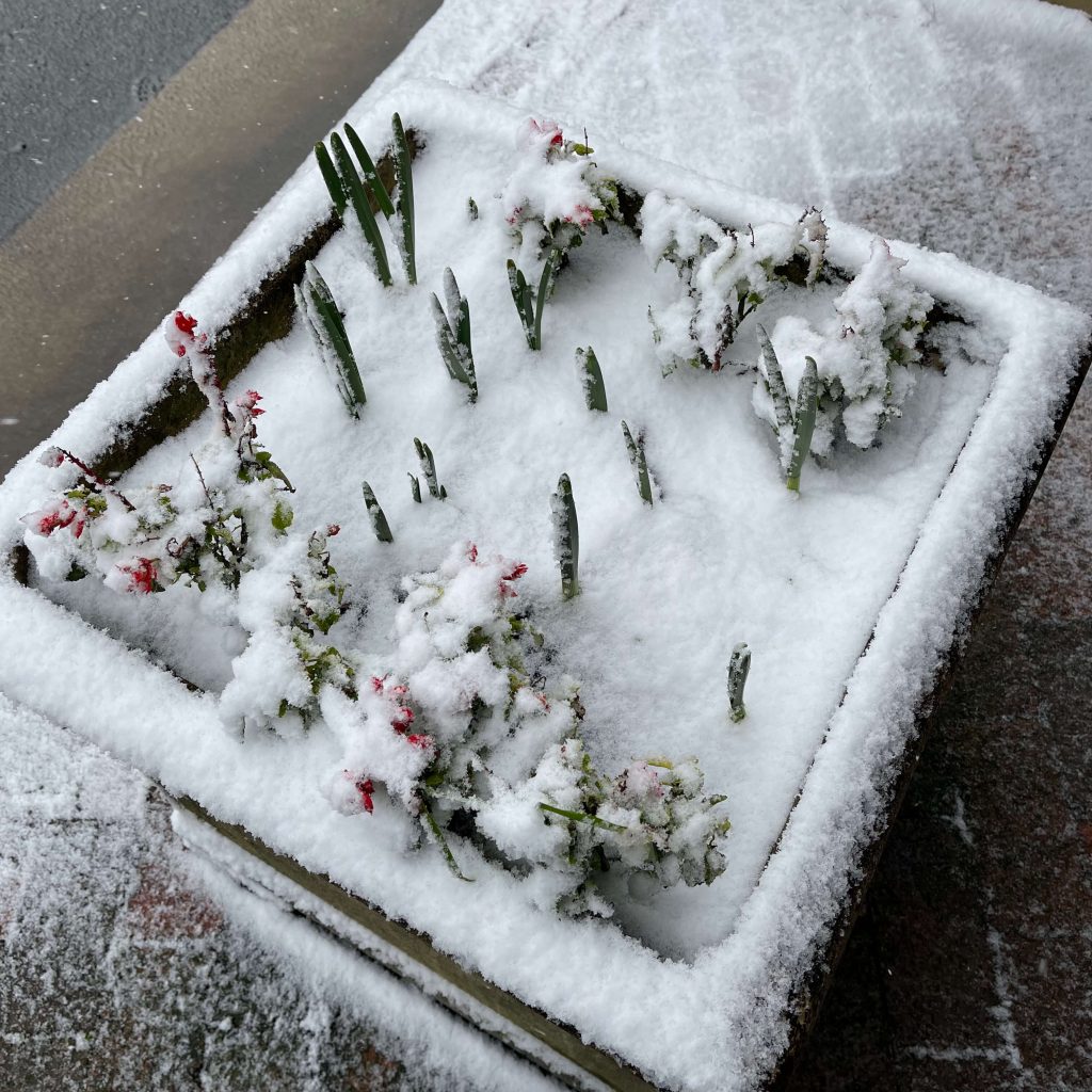 Blue Mountains Snowfall 10th June 2021