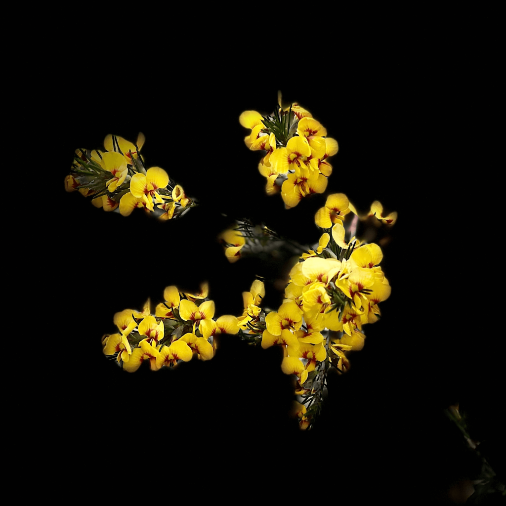 Ngula Bulgarabang Regional Park - Radiata Plateau