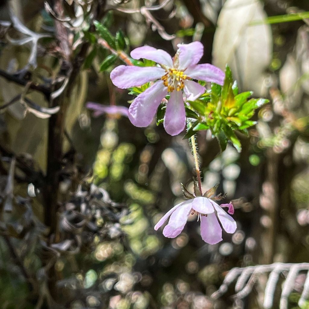 Horseshoe Falls, Oaklands Falls, Burgess Falls, Hazelbrook