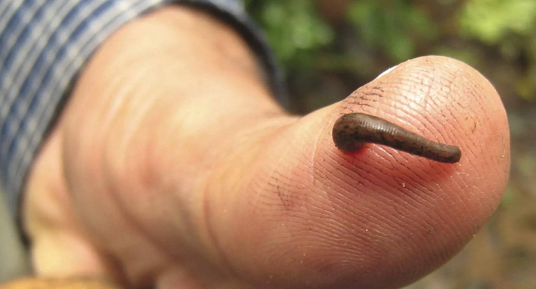 Leeches - Nature's Blood Suckers