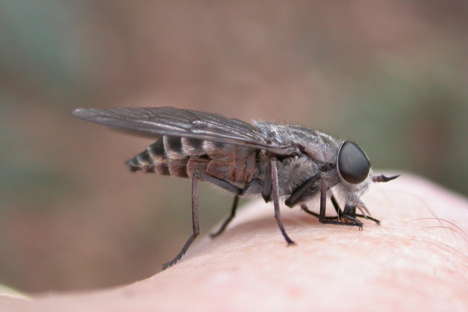 March flies are ferocious biters