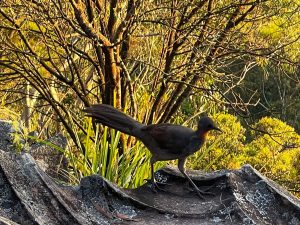 Superb Lyrebird