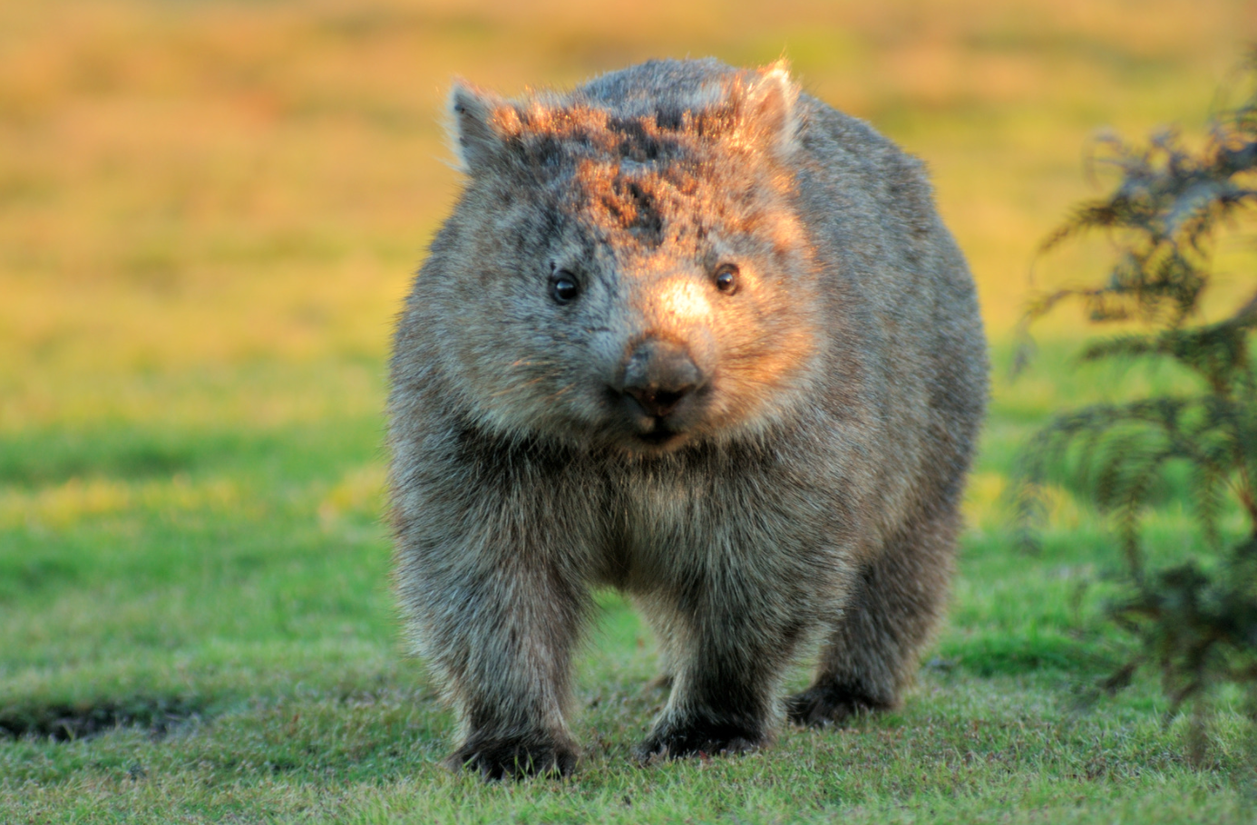 Australian Wombat Australian Wombat