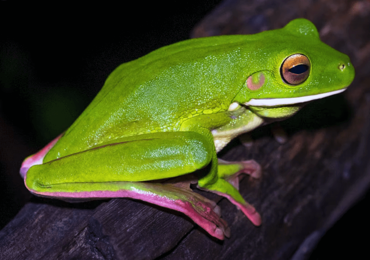 All About the Green Tree Frog