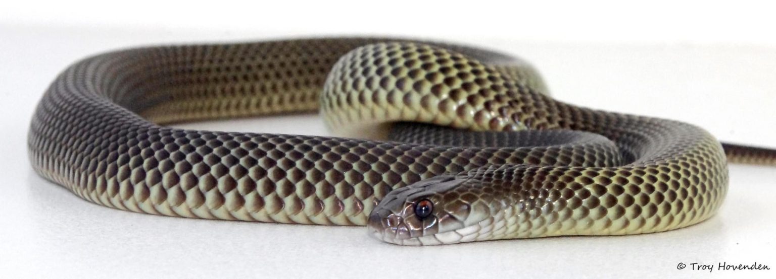 Mulga Snake AKA King Brown Snake